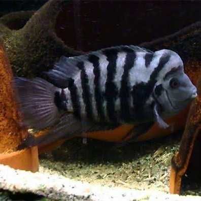 Pielęgnica zebra - Amatitlania nigrofasciata - dowóz, wysyłka