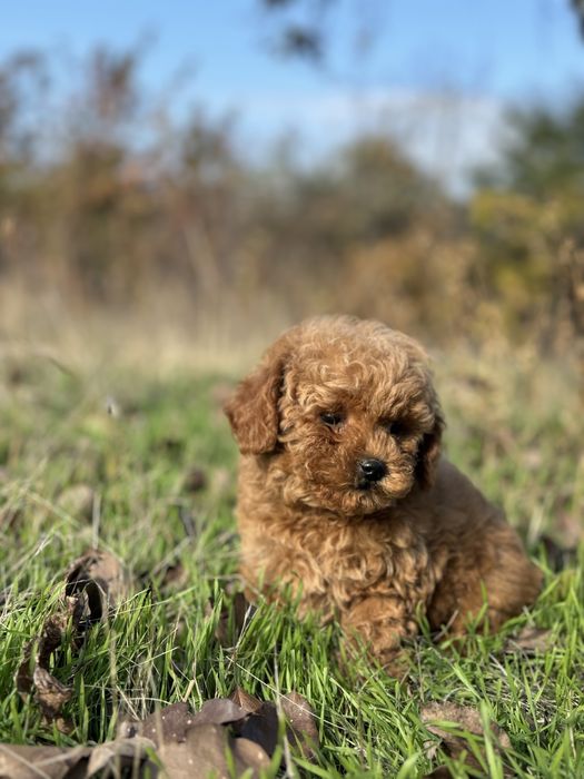 Міні мальтіпу тедді з коротеньким носиком