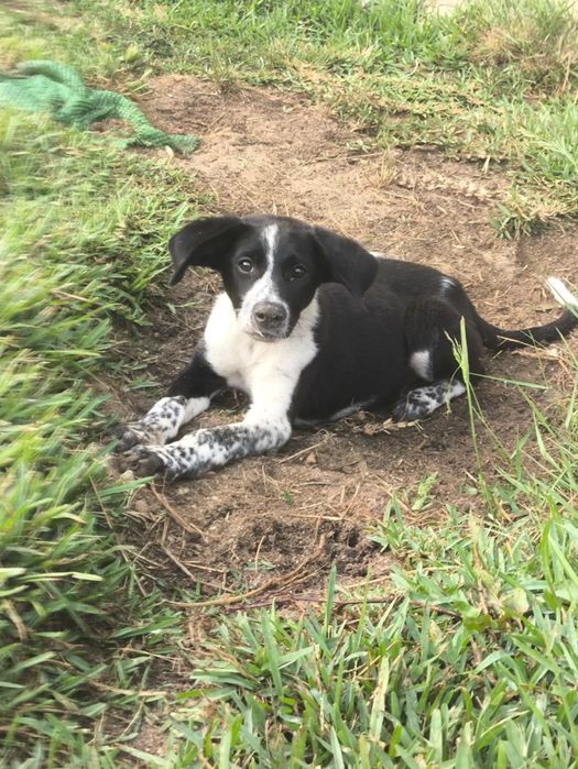 Cachorrinha bebé