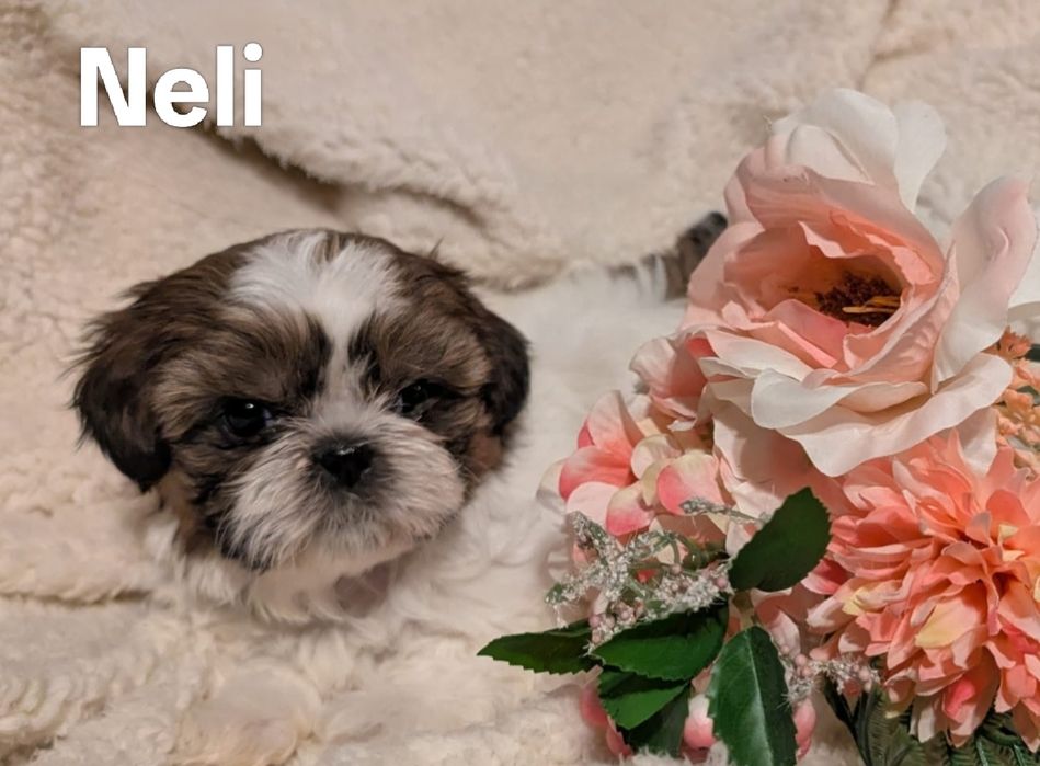 Piękna suczka  Shih Tzu z rodowodem