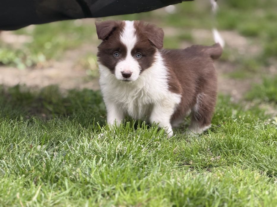 Suczka Border Collie