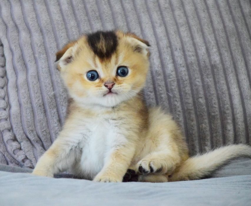 Kocurek szkocki zwisłouchy