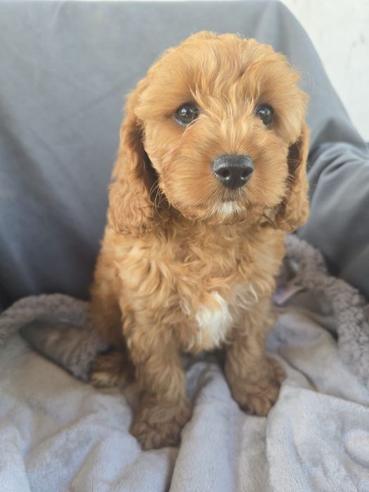Cavapoo f1 samiec chłopczyk cavapo
