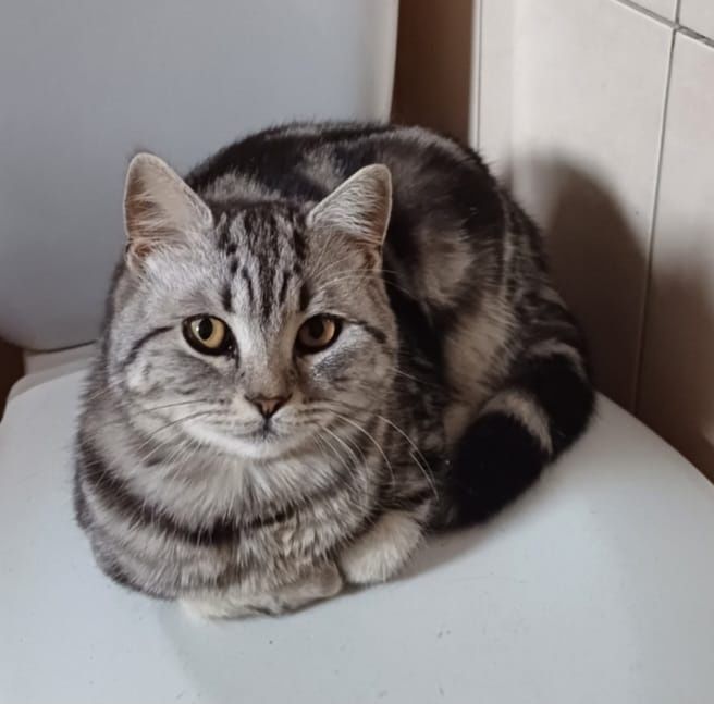 В'язка породистого шотландського кота