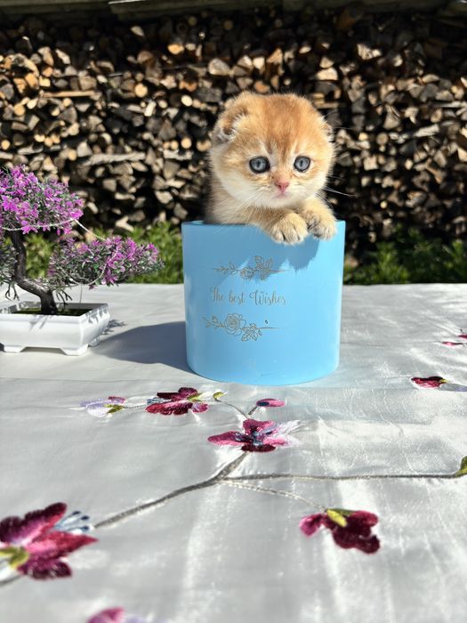 Чарівний малюк 1,5 місяців scottish fold