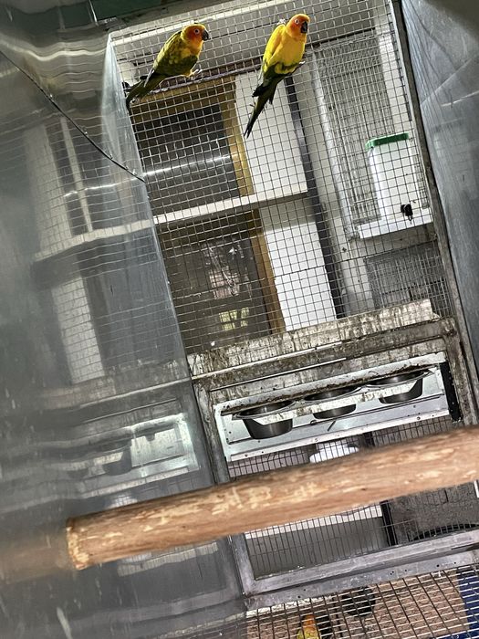 Dois casais de aratingas do sol