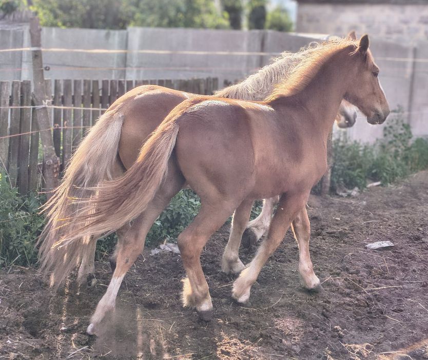 Sprzedam ogierki