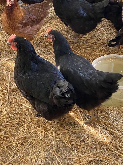 Galinhas de várias raças.