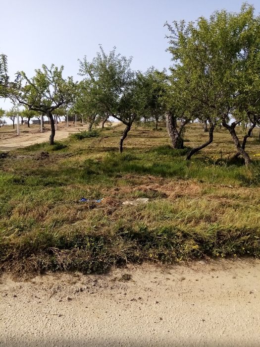 Terreno rústico em sequeiros Moncorvo