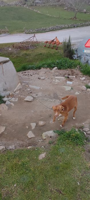 Cães Podengos de caça