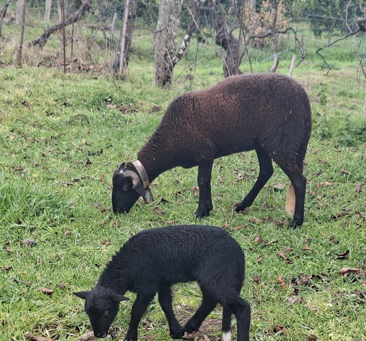 Ovelha  com 15 meses