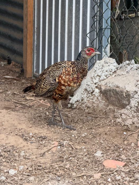 Animais faisões Peru galos