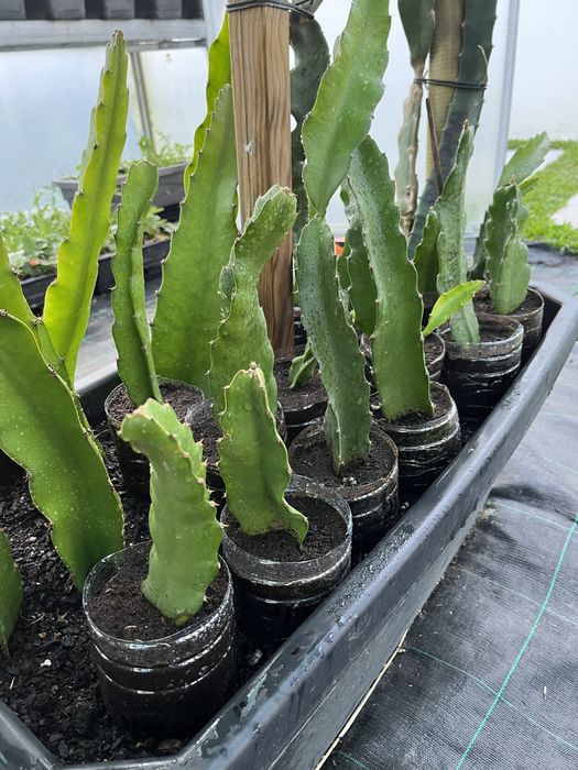 Mudas de pitaya autopolinizantes e autoferteis