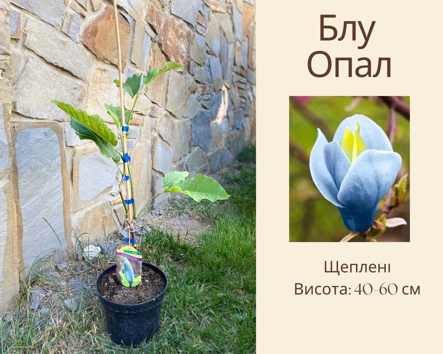 Магнолія 30 сортів  Дафні Єлов Латерн Блю Опал Імператор Вотермелон Єлов Бірд Джені Рустіка Рубра Альба Суперба Леней Голден Дрім ланшафтний дизайн