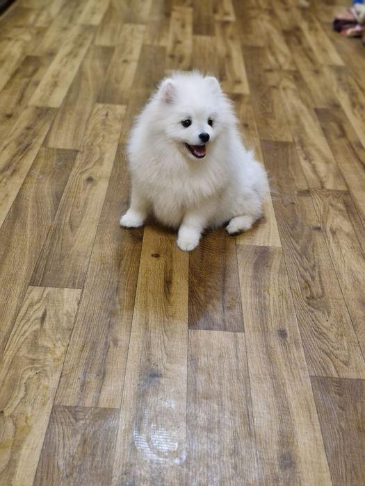 Померанский шпиц мальчик