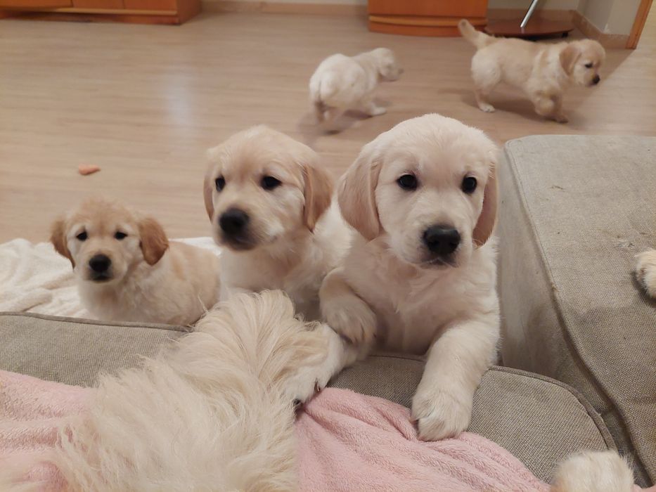 Golden Retriever