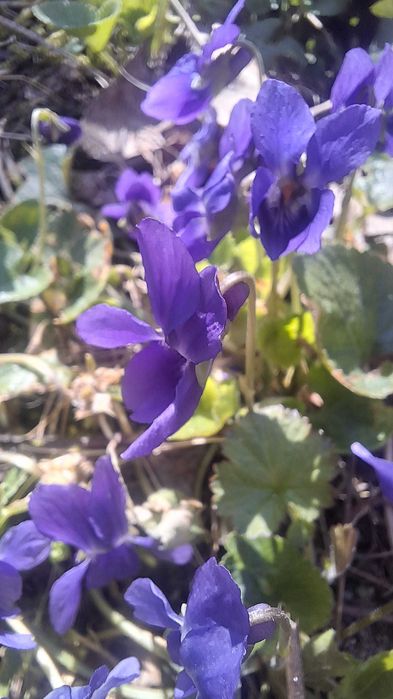 Krem odmładzający przeciwzmarszczkowy