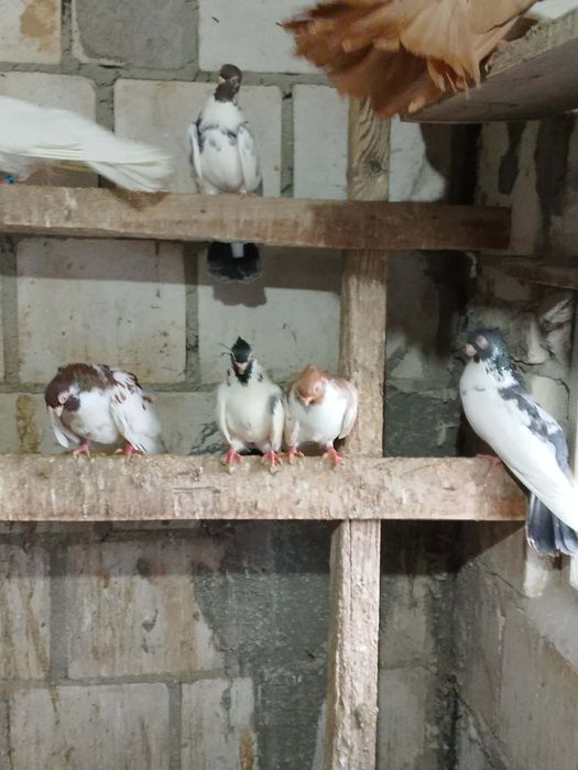 Gołębie zamojskie likwidacja hodowli