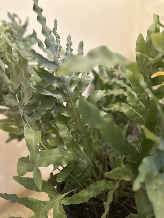 Продам великий напольний вазон папороть