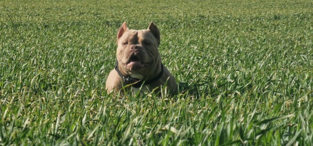 Готовий до стосунків кобель Американський Буллі  (вязка) Рівне Львів