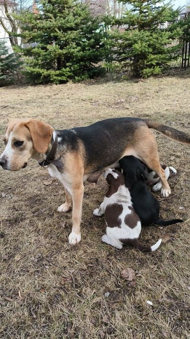 Uroczy  szczeniaczek szuka domu