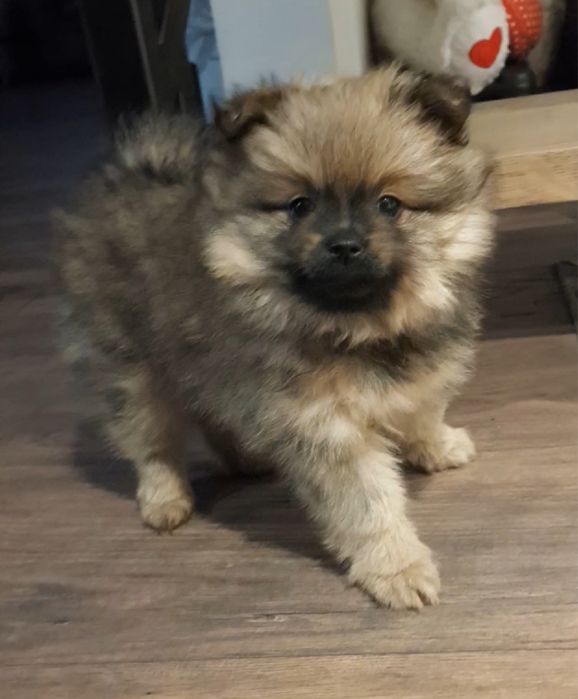 Pomeranian miniaturka
