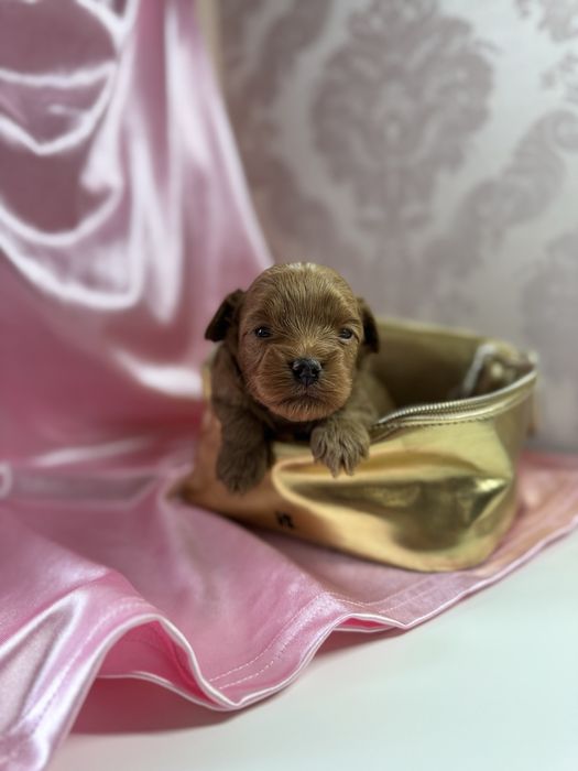 Мальтіпу мальтипу