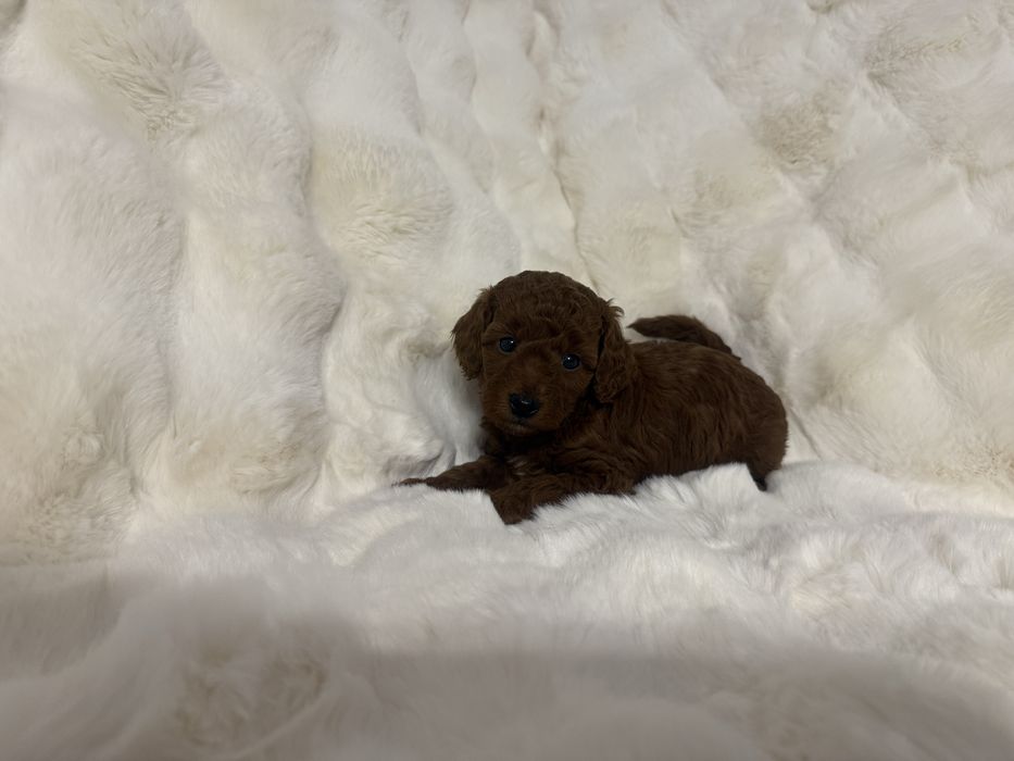 Pudel miniatura piesek z rodowodem