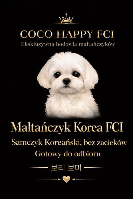 Maltańczyk Korea, Zwiazek Kynologiczny w Polsce, FCI
