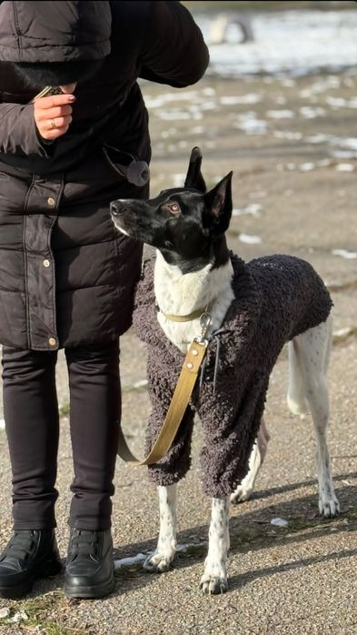 Дрессировка собак. Хендлинг