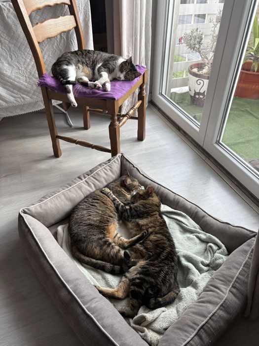 Gatos meigos procura dono