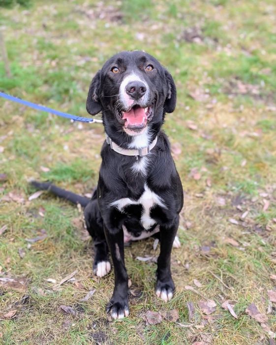 Tristan duży pies o cudownym sercu do adopcji!