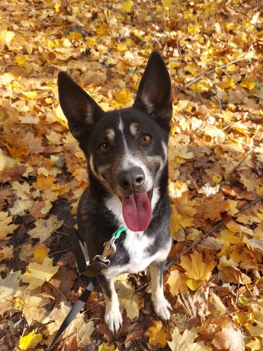 Kto pokocha dorosłego psa? Uroczy mix łajka szuka domu