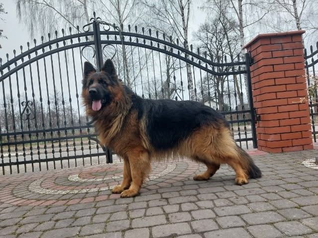 Owczarek Niemiecki Pies FCI