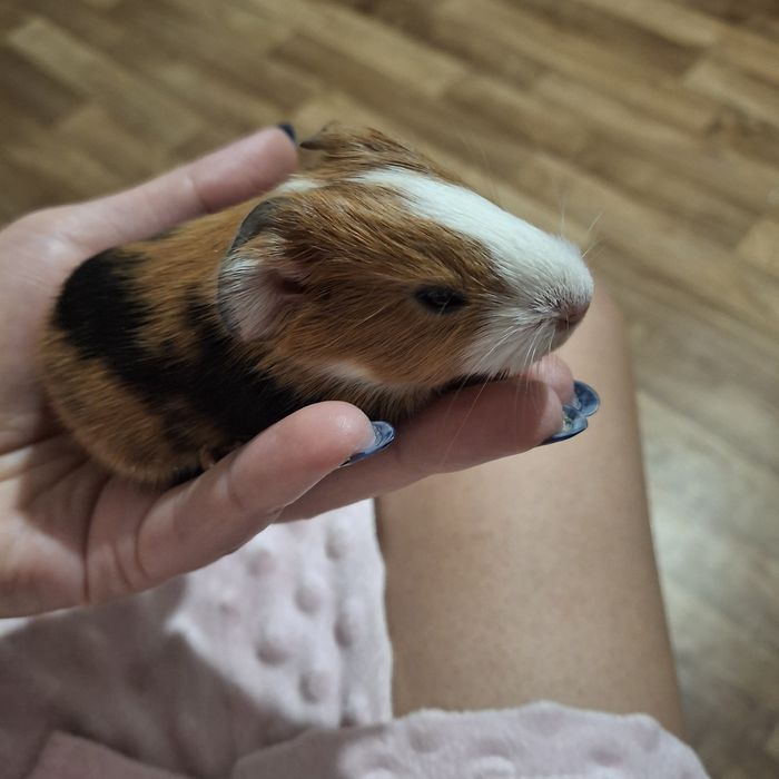 Кто хочет себе маленькое счастье дома?.. Морские свинки