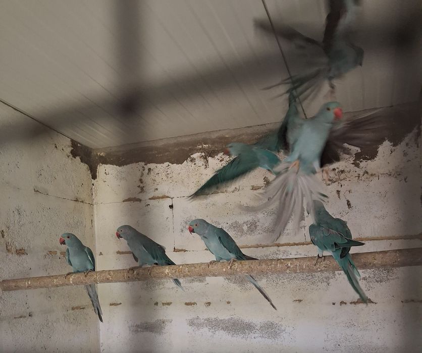 Ring necks azuis