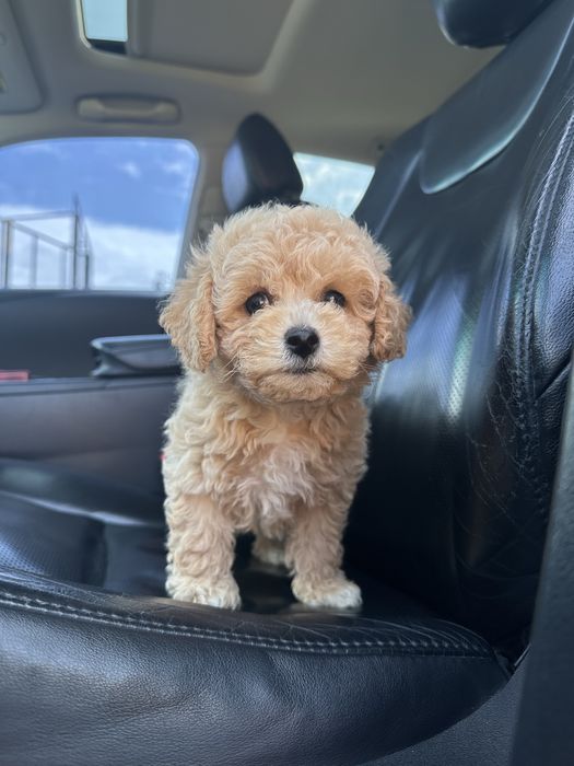 Мальтипу преміум міні