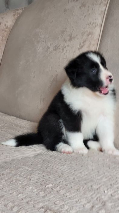 Border Collie piesek