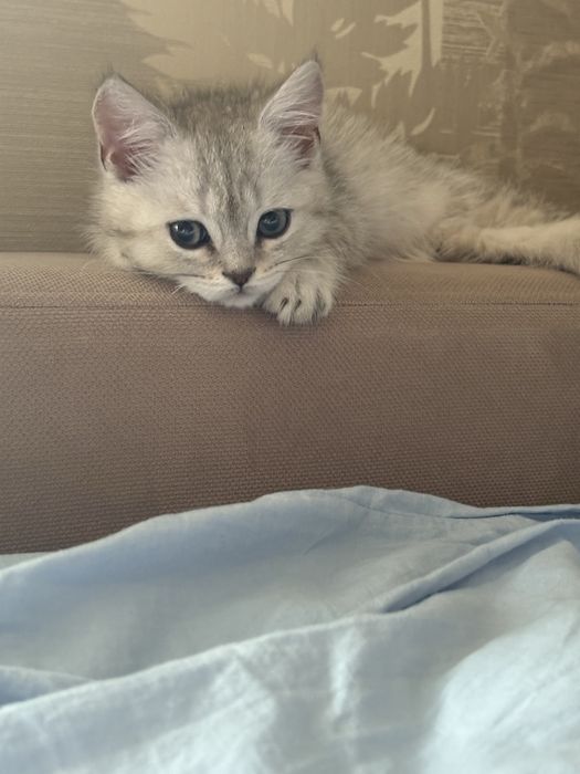 Котик британська шиншила