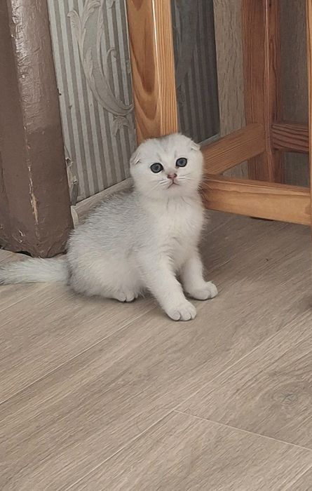 Серебристая шиншилла. 2 месяца