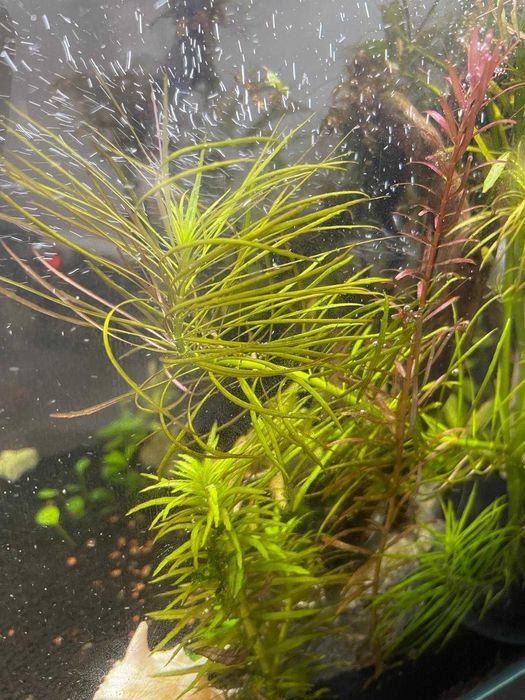 Pogostemon erectus - 4 stems (Unavailable)64585896912385120