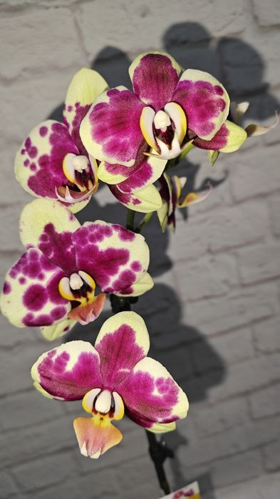 Орхідеї Квіти Сорт Дикий кіт Бамбула Бронзовий будда Пиріг Роттердам