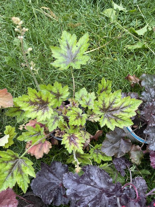 Продам гейхери