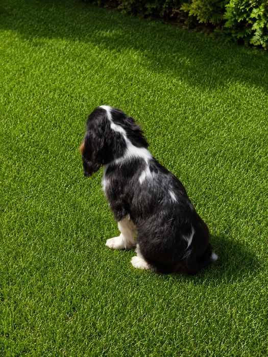 Cavalier King charles spaniel- urocze maluchy