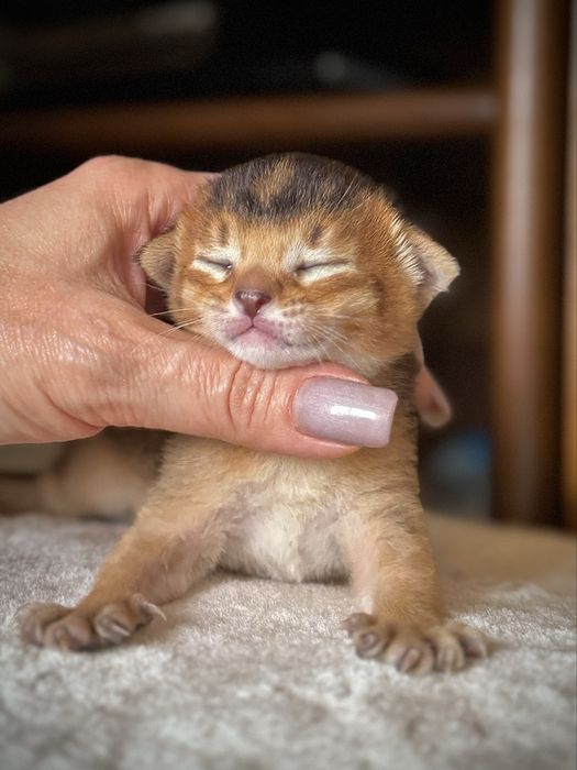 Абиссинские мальчики дикого окраса из питомника RISET