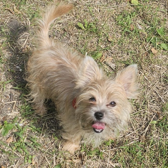 Yoreczka - Mała cudowna piękność