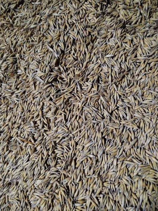 Pszenica ozima  owies