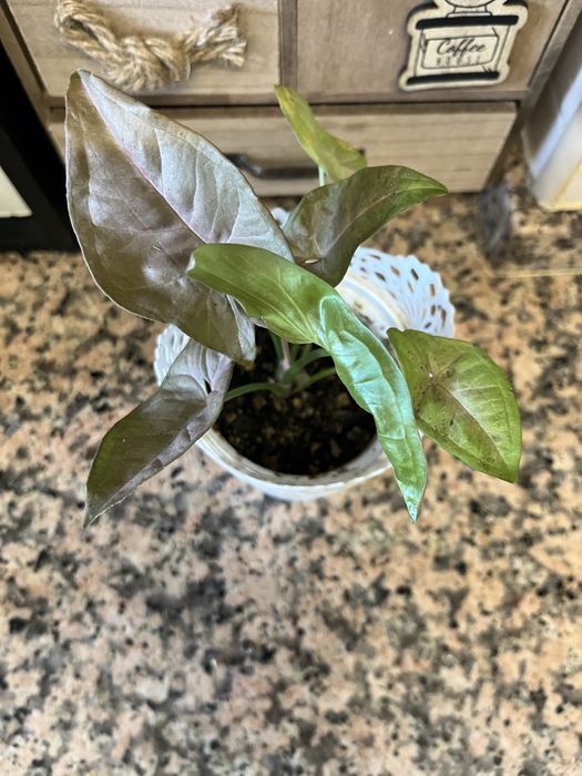 Plantas disponíveis para venda