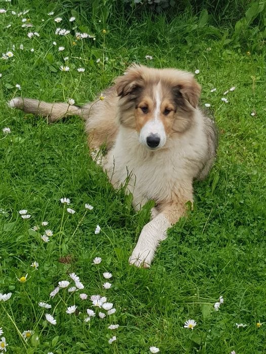 Owczarek szkocki collie