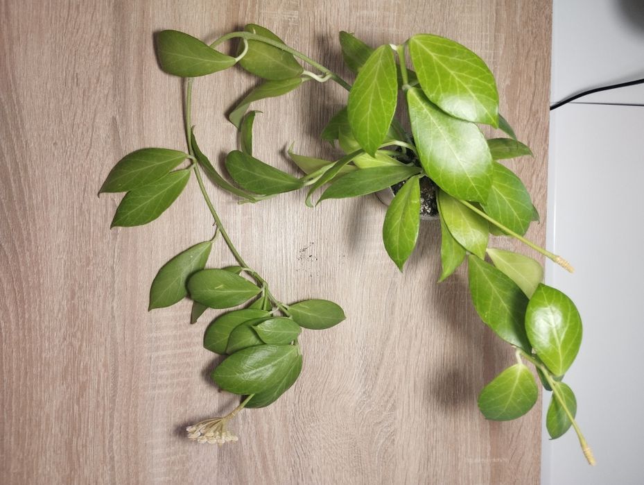 Продам сукулент Hoya obscura